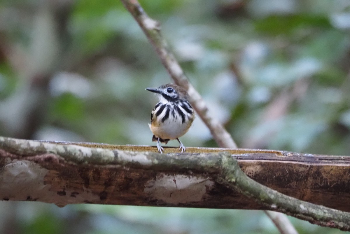 Dot-backed Antbird - ML640603393