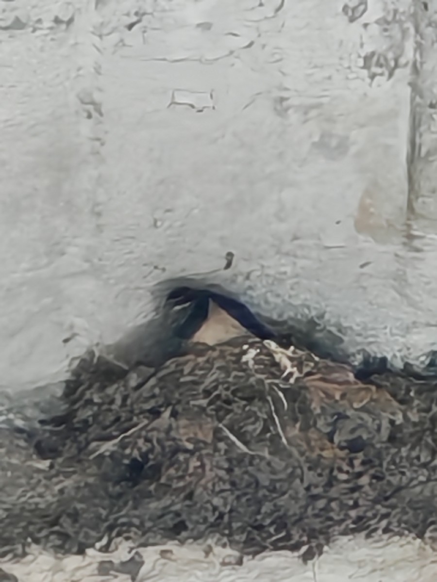 Barn Swallow - ML640603398