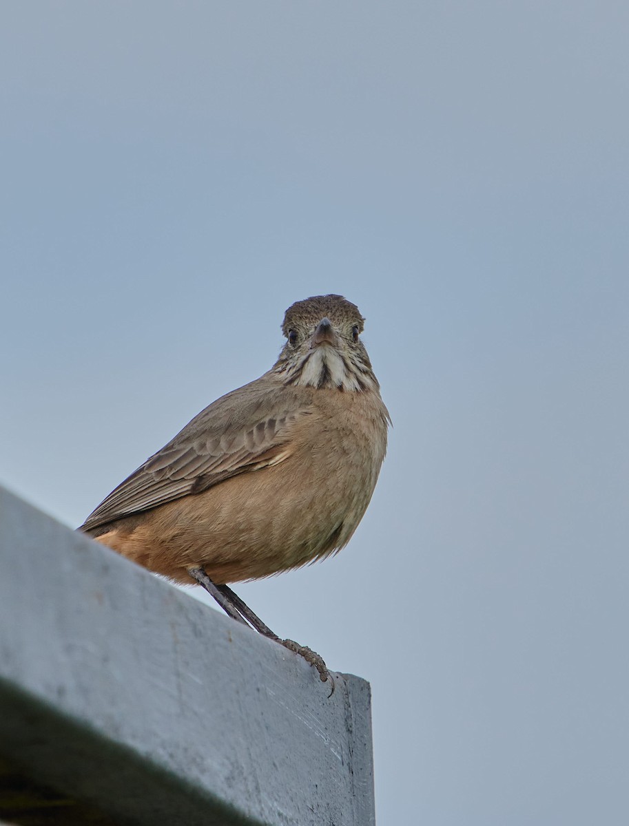 Great Shrike-Tyrant - ML640603410