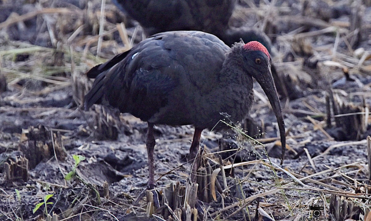 Red-naped Ibis - ML640603465