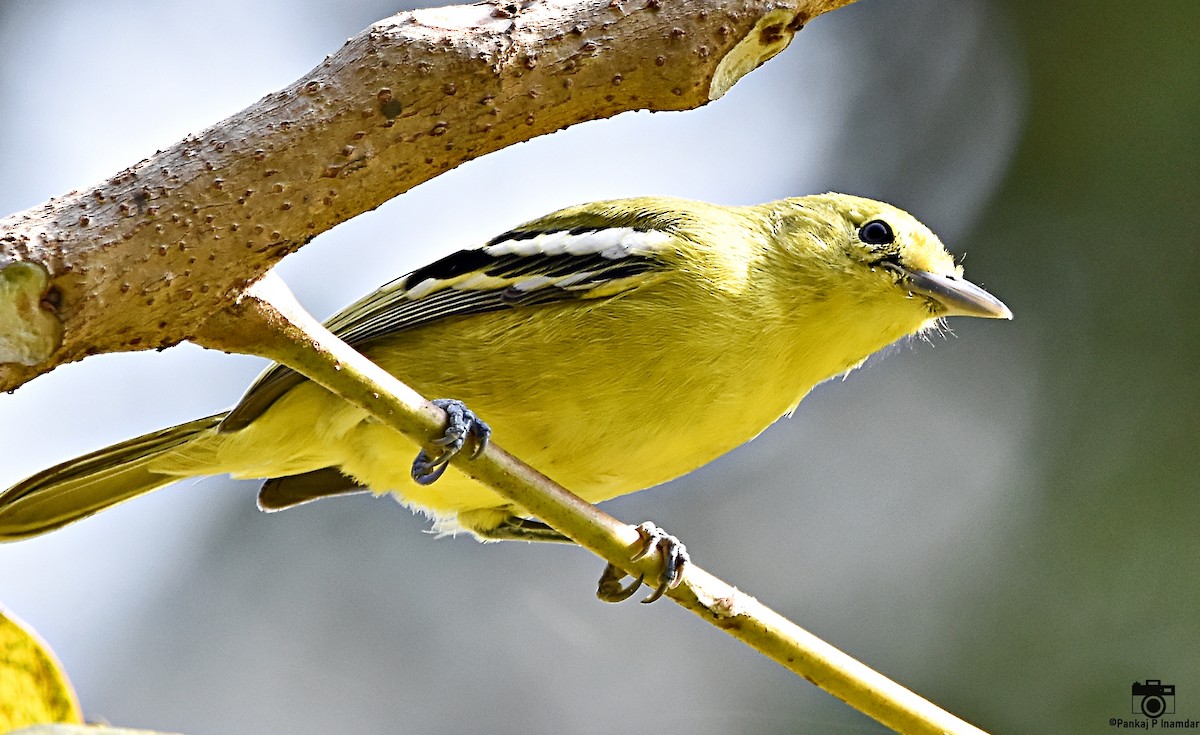 Common Iora - ML640603468