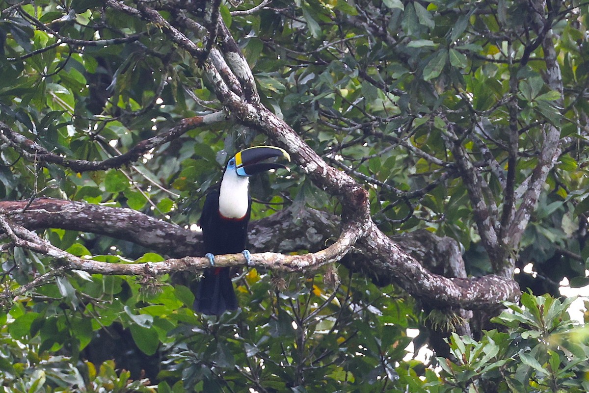 White-throated Toucan - ML640603476