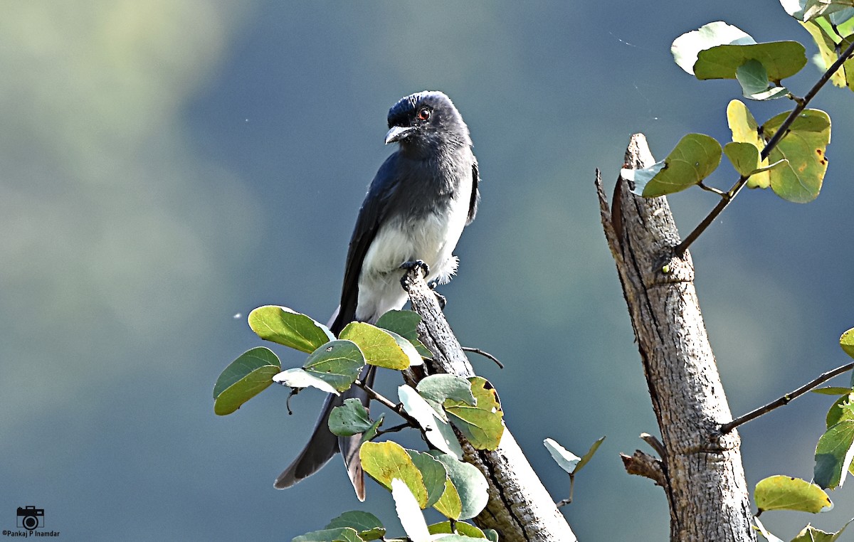 White-bellied Drongo - ML640603477