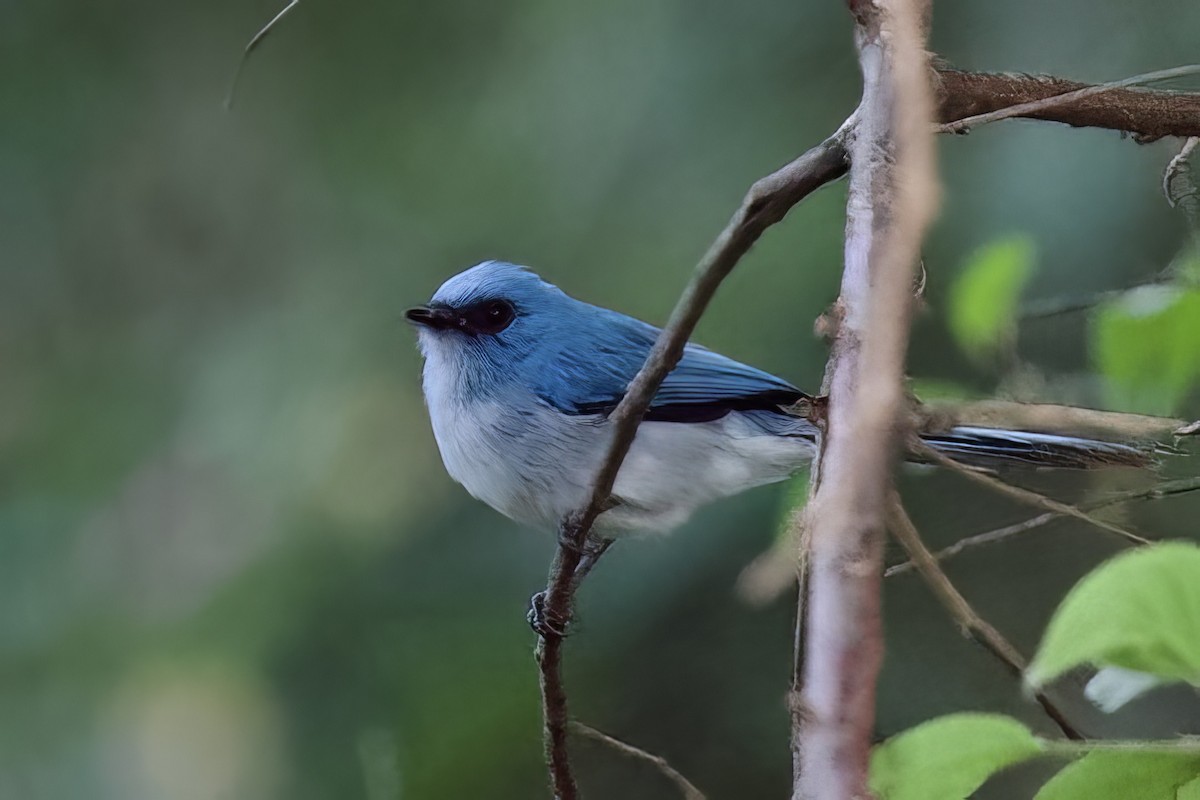 African Blue Flycatcher - ML640603479