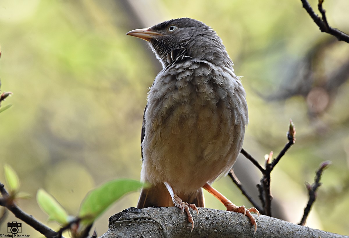 Jungle Babbler - ML640603482