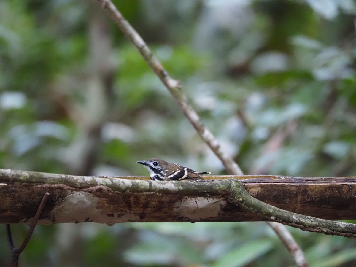 Dot-backed Antbird - ML640603497