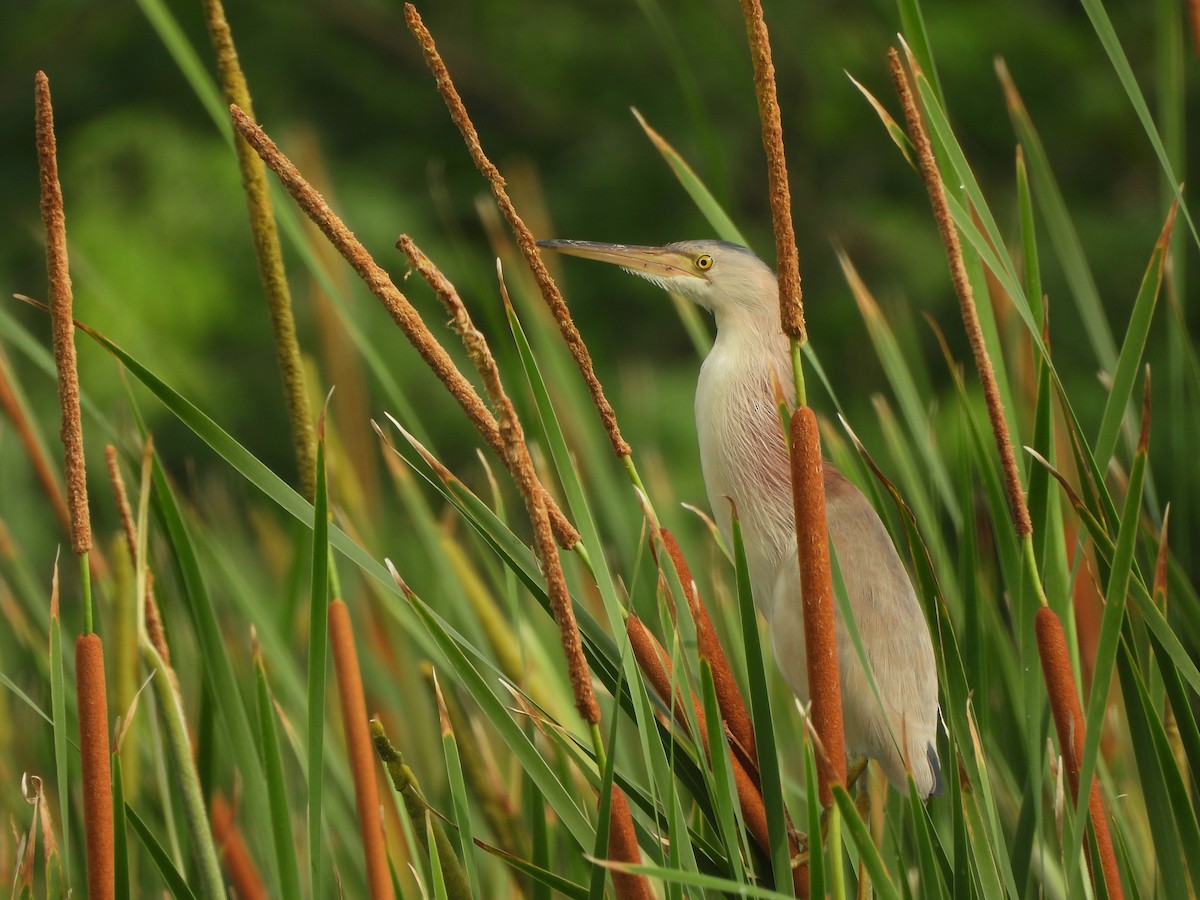 Yellow Bittern - ML640603573