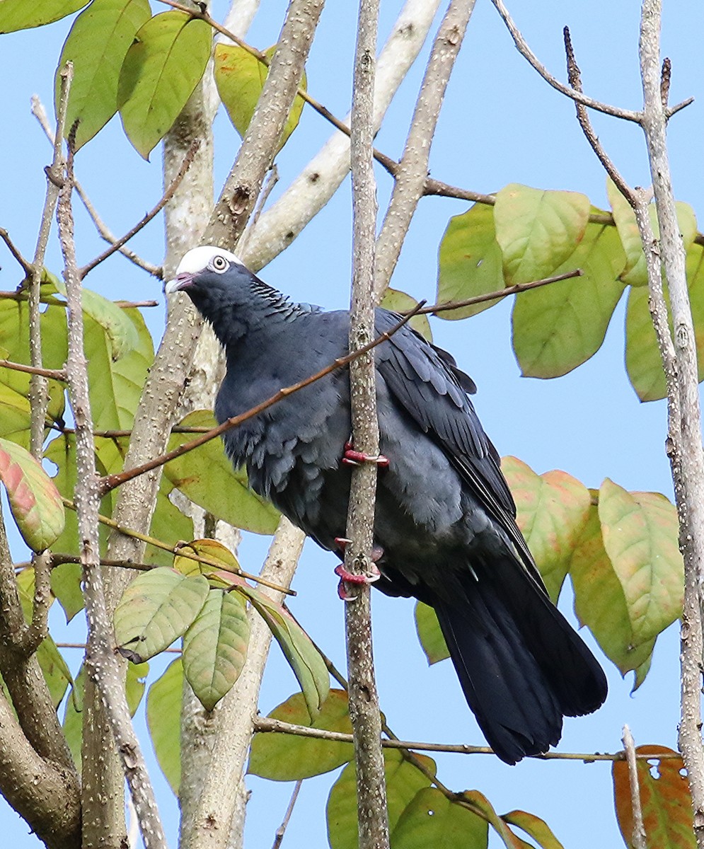 White-crowned Pigeon - ML640603587