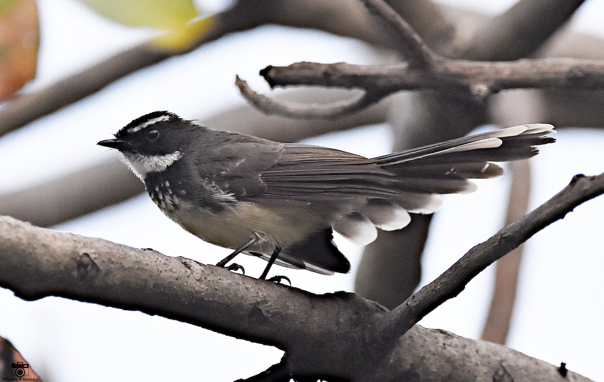 Spot-breasted Fantail - ML640603648