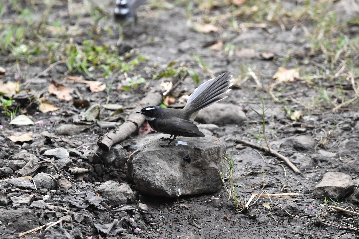 Spot-breasted Fantail - ML640603678