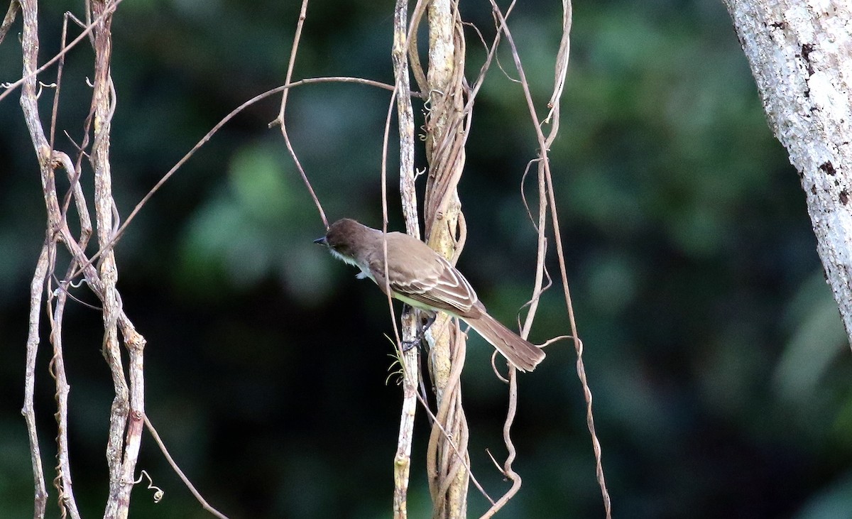 Puerto Rican Flycatcher - ML640603688
