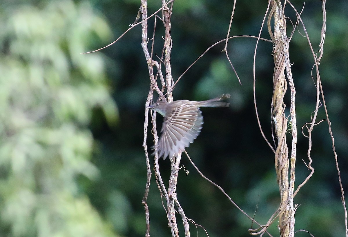 Puerto Rican Flycatcher - ML640603695
