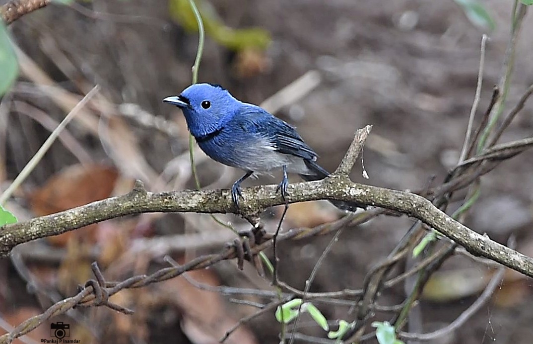 Black-naped Monarch - ML640603713