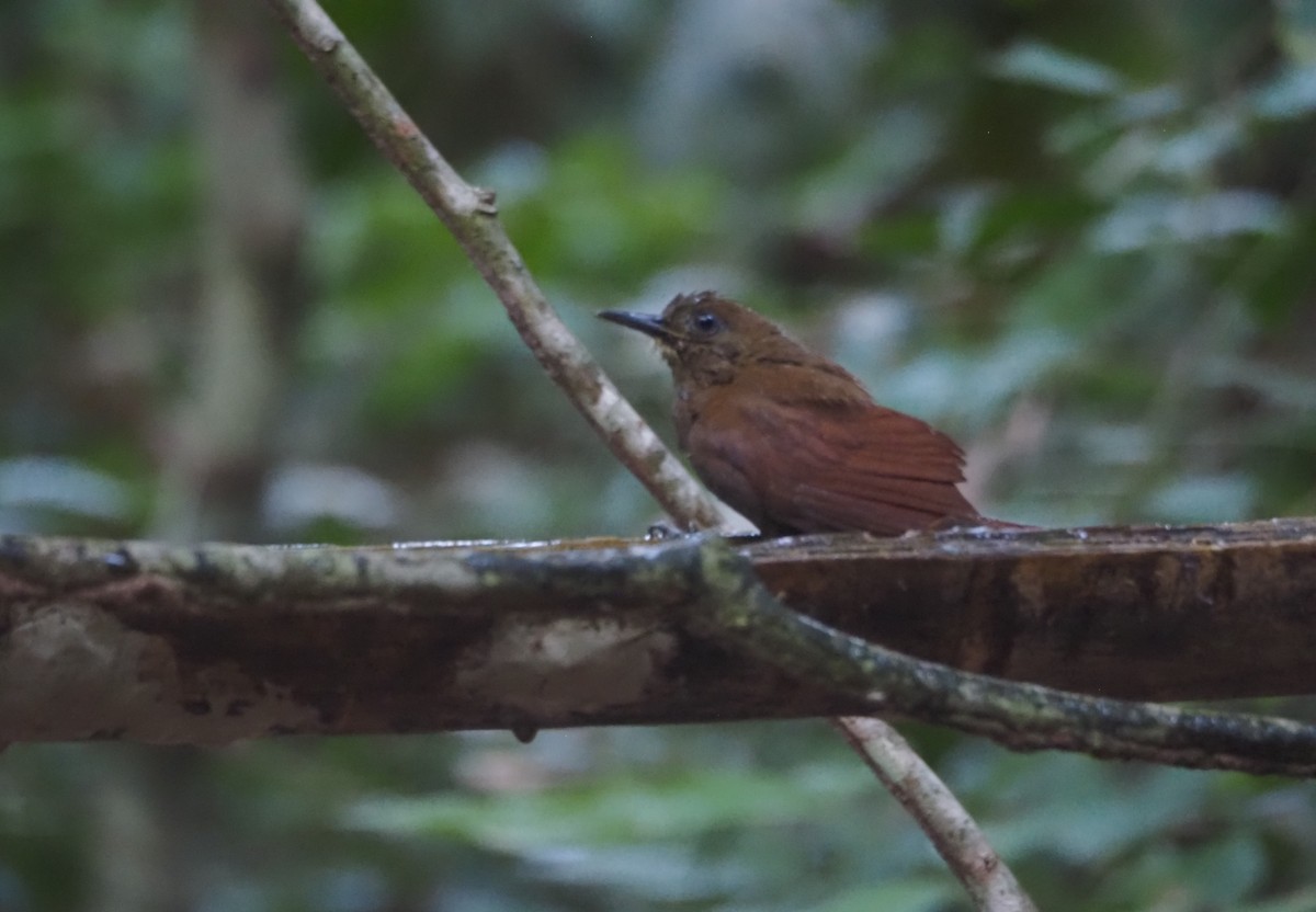 White-chinned Woodcreeper - ML640603781