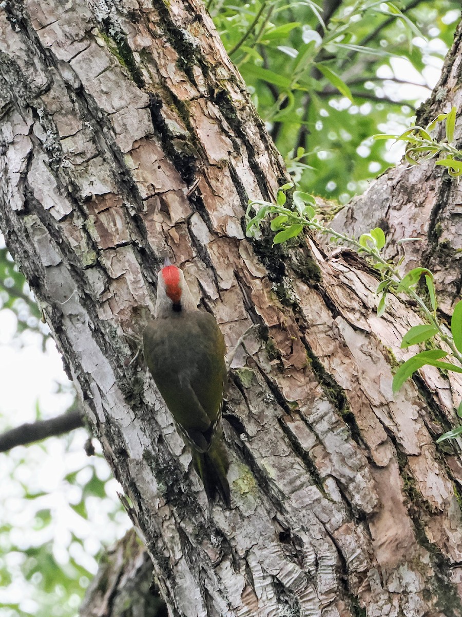 Japanese Woodpecker - ML640603816