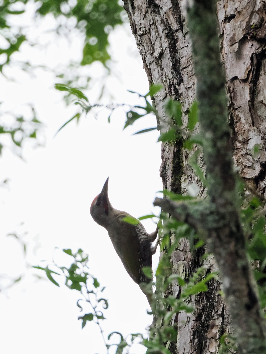 Japanese Woodpecker - ML640603817