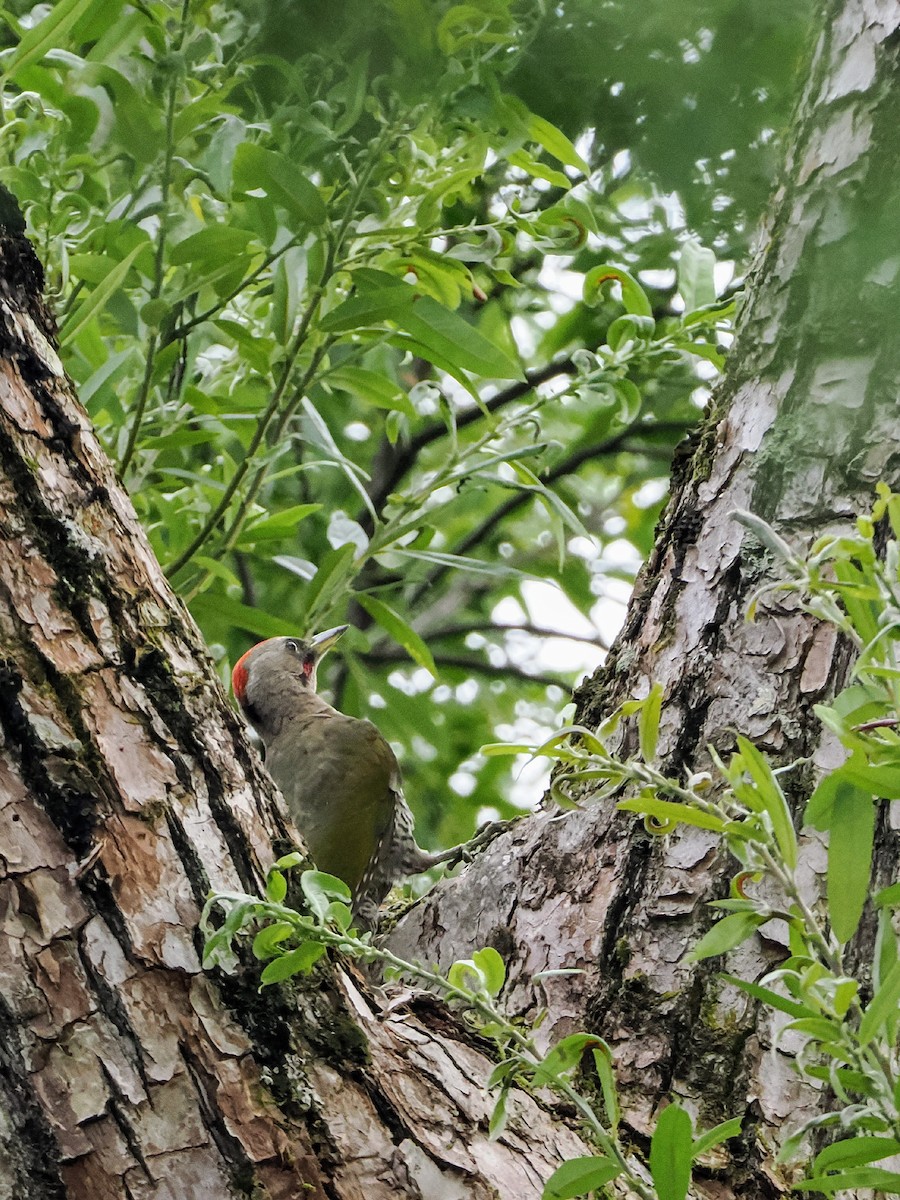 Japanese Woodpecker - ML640603818