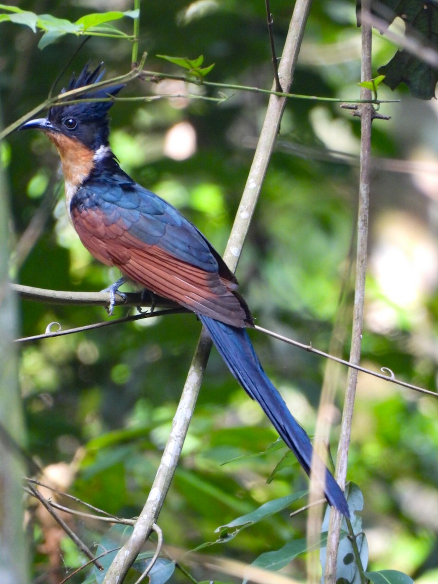 Chestnut-winged Cuckoo - ML640603819