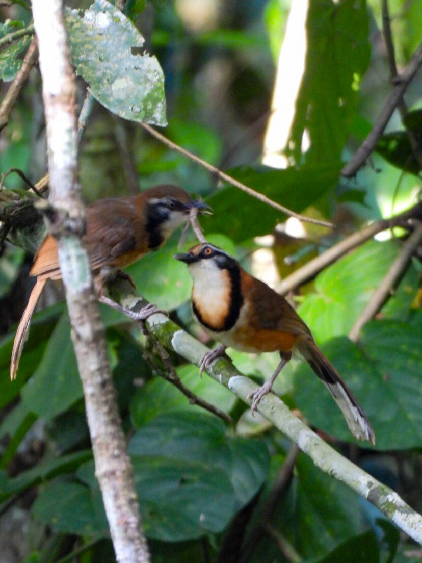 Lesser Necklaced Laughingthrush - ML640603881