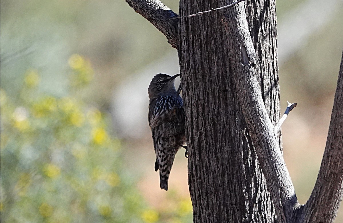 White-browed Treecreeper - ML640603898