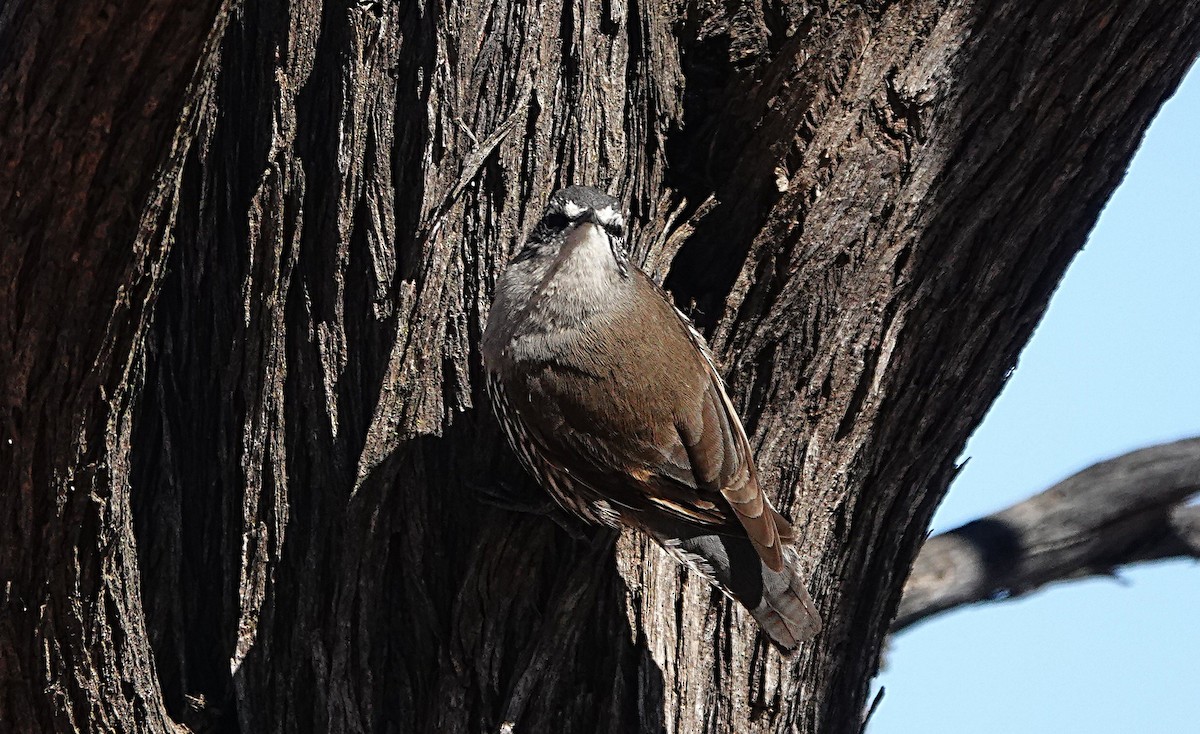 White-browed Treecreeper - ML640603899
