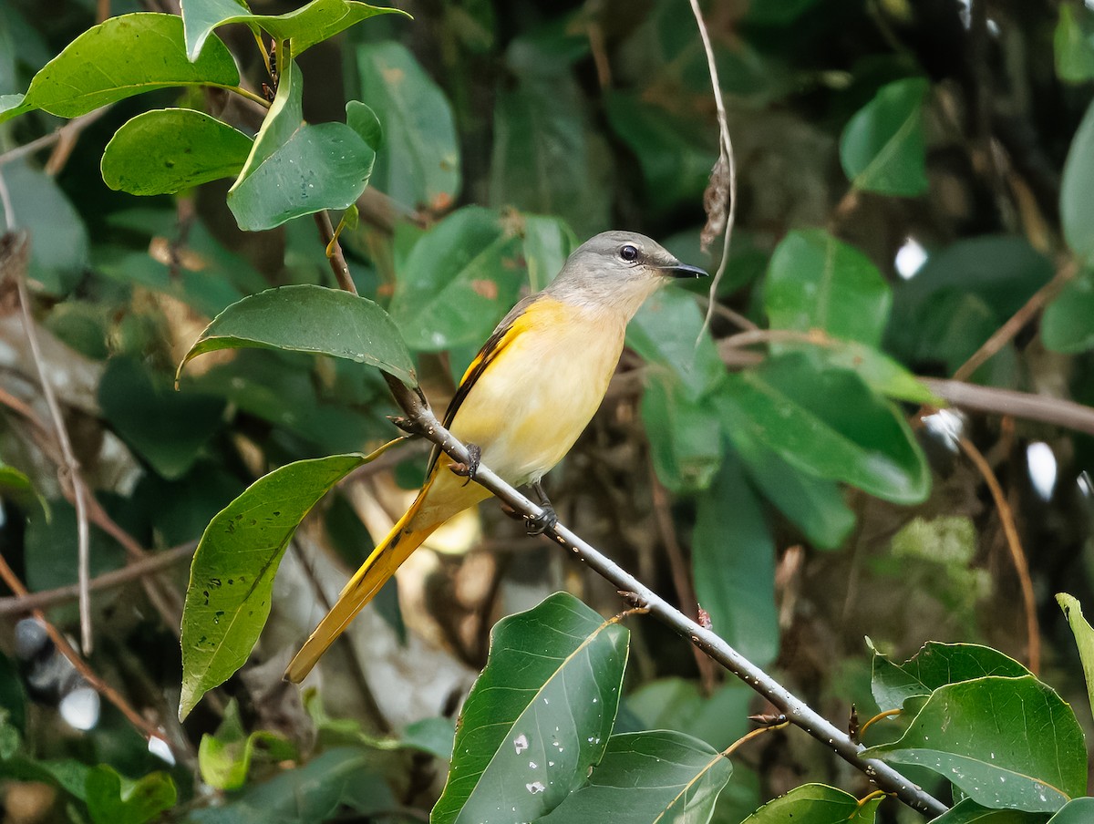 粉紅山椒鳥 - ML640603923