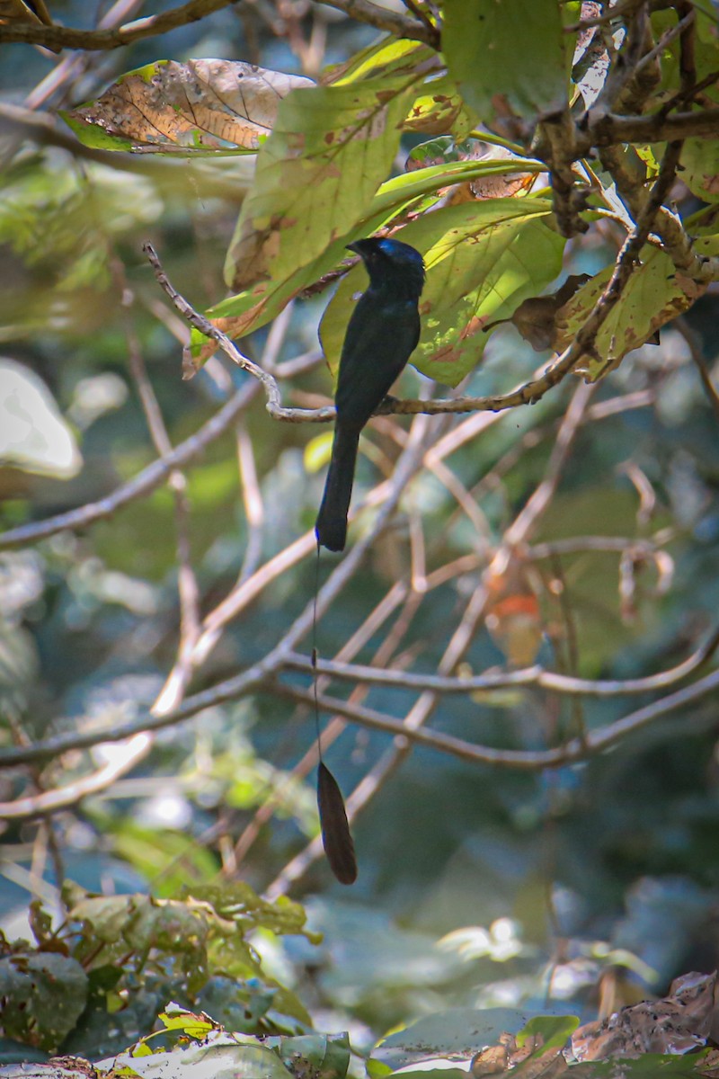 Lesser Racket-tailed Drongo - ML640603973