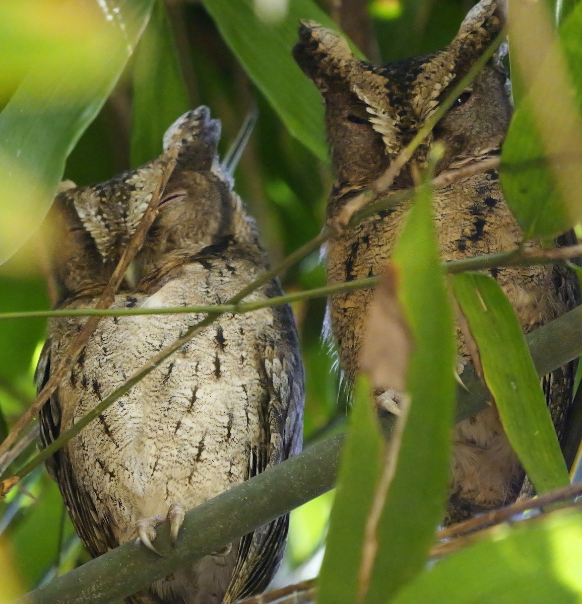 Sunda-Zwergohreule - ML640604008