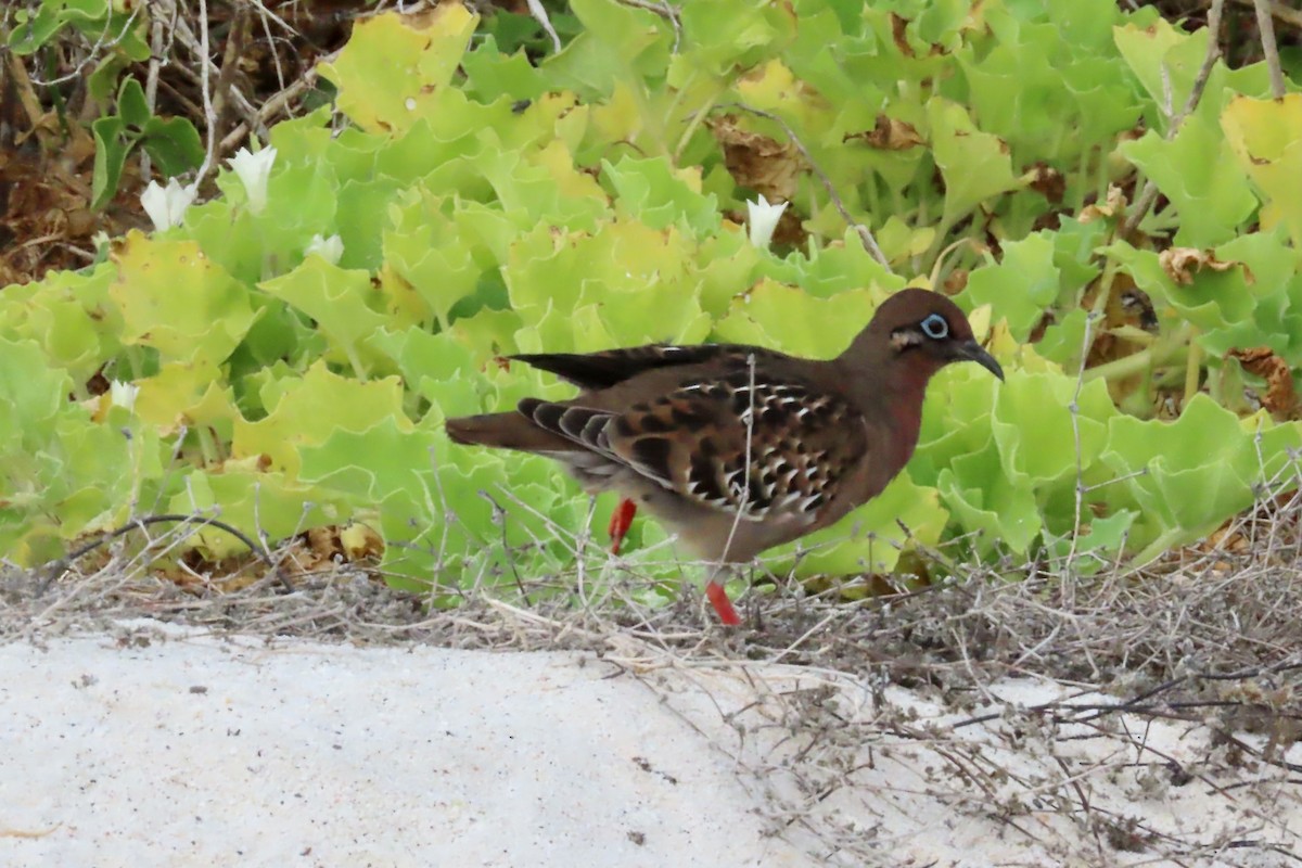 Galapagos Dove - ML640604029