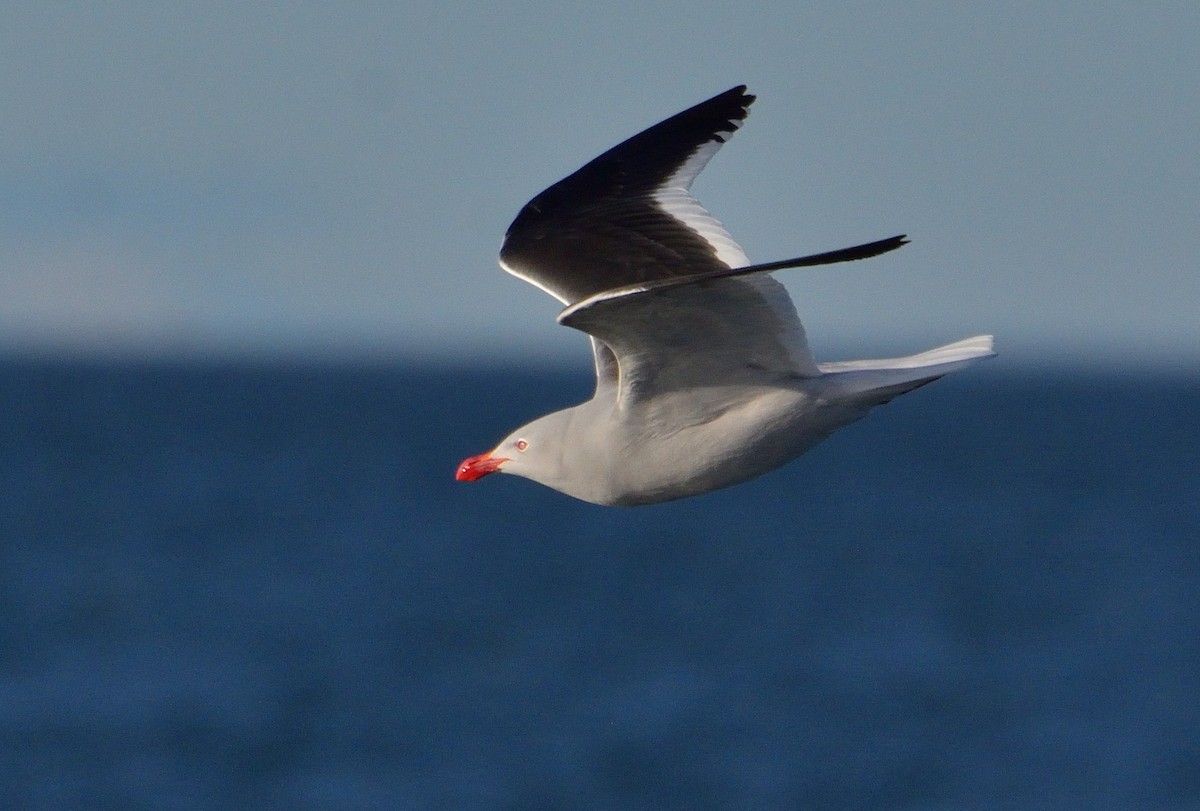 Dolphin Gull - ML640604047