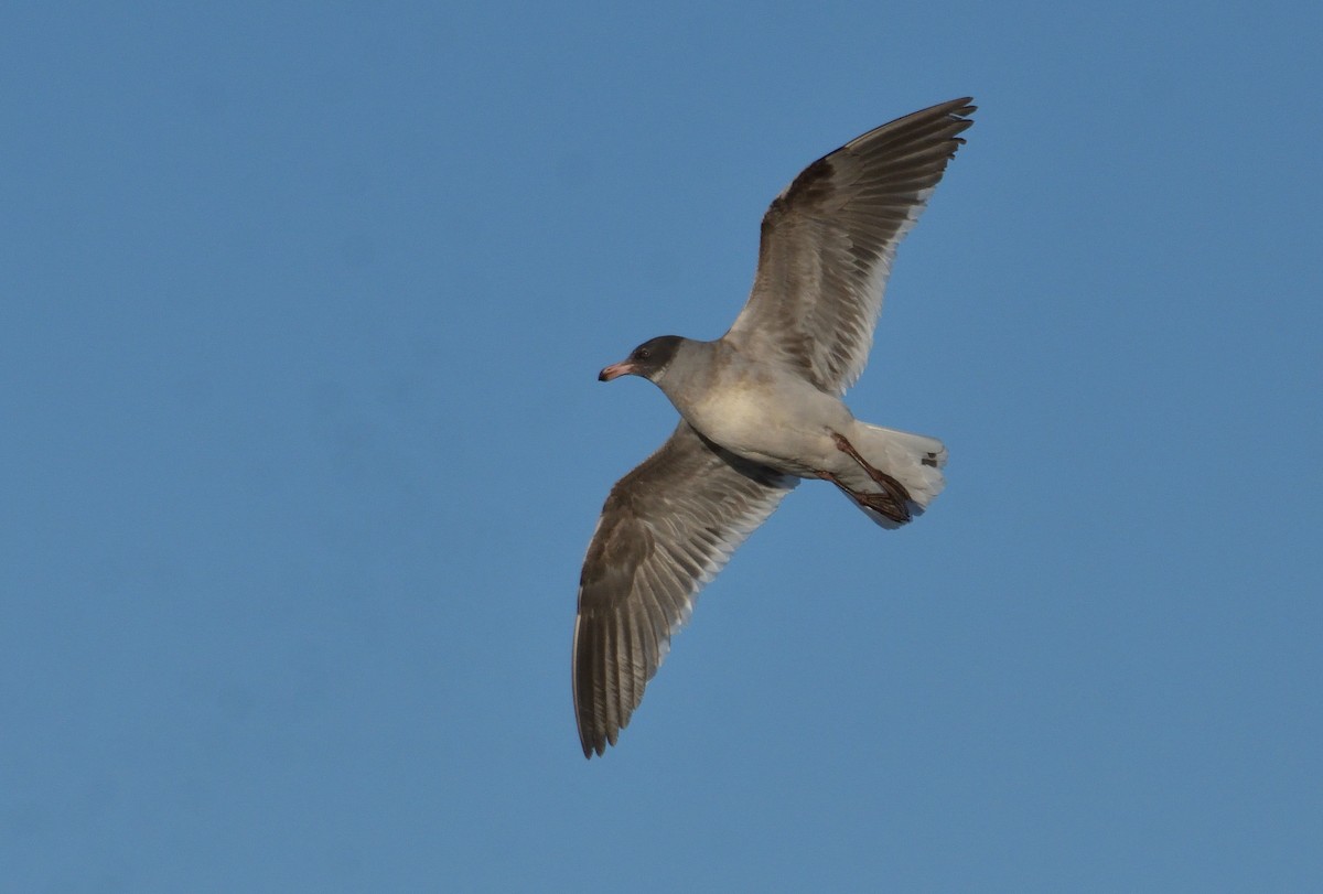 Dolphin Gull - ML640604048