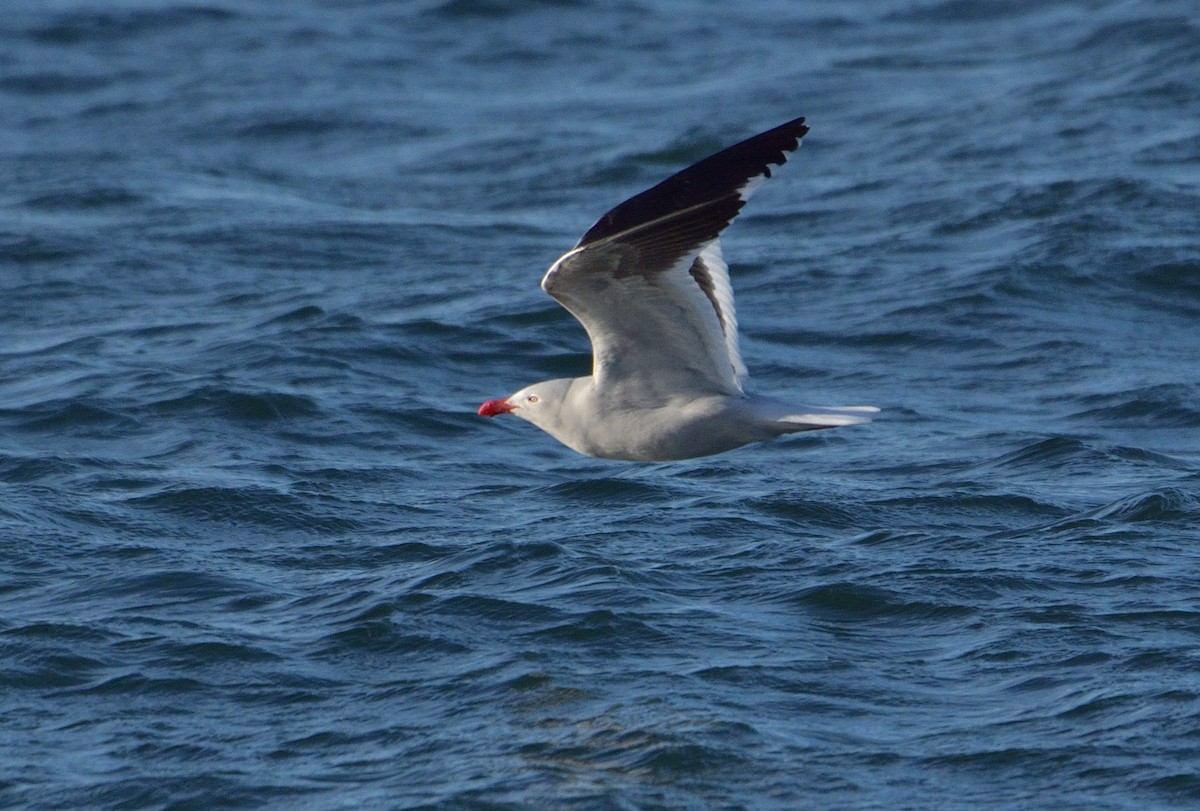 Dolphin Gull - ML640604049