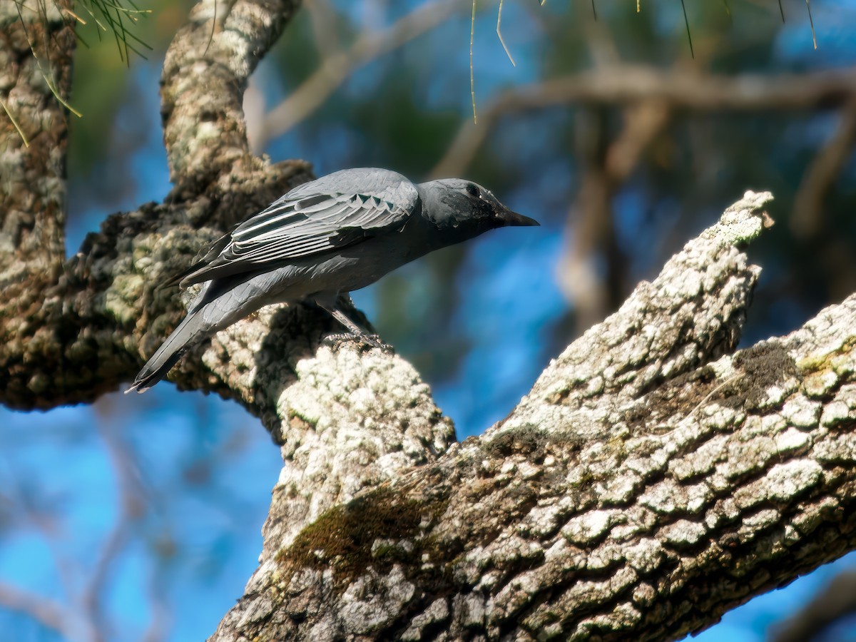 Sahul Cicadabird - ML640604055