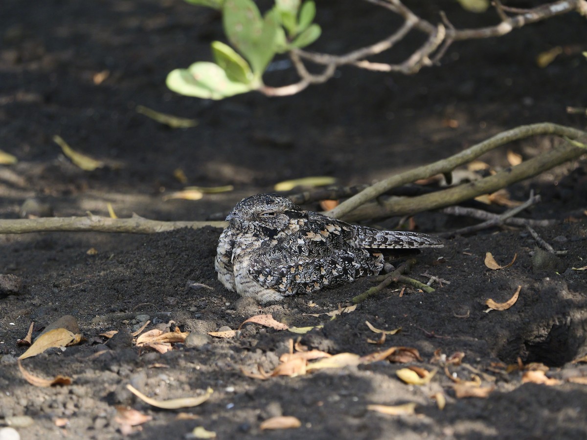 Savannennachtschwalbe - ML640604057