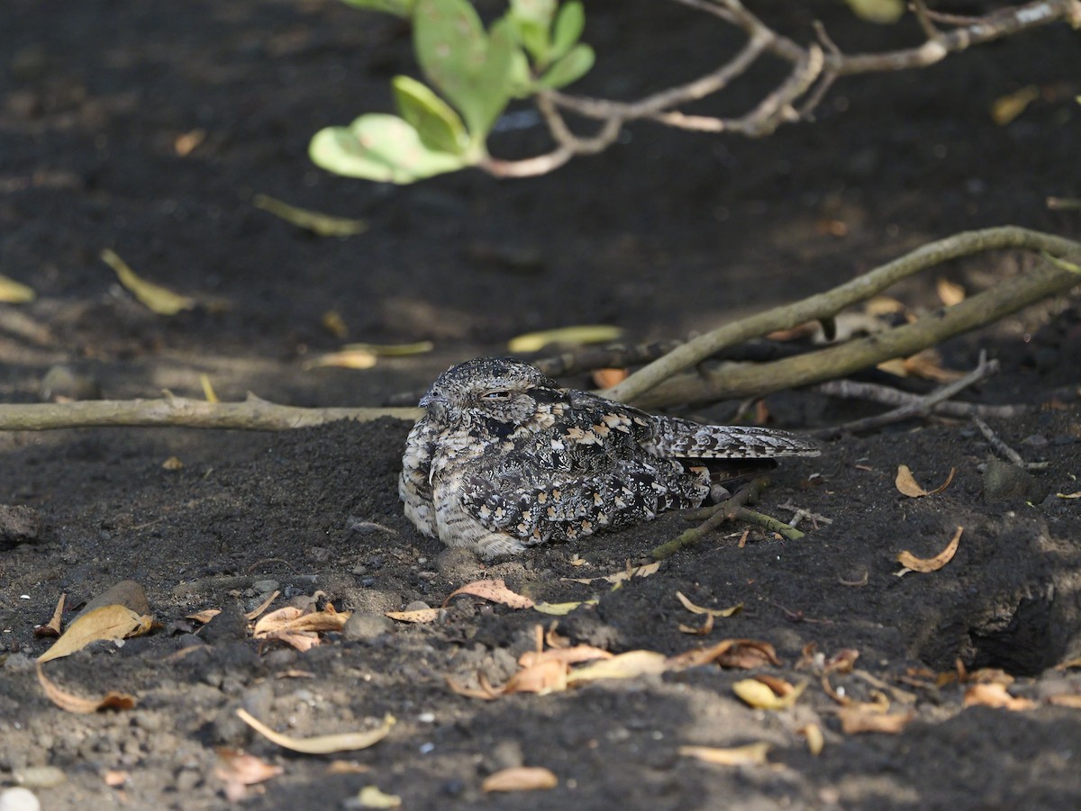 Savannennachtschwalbe - ML640604058