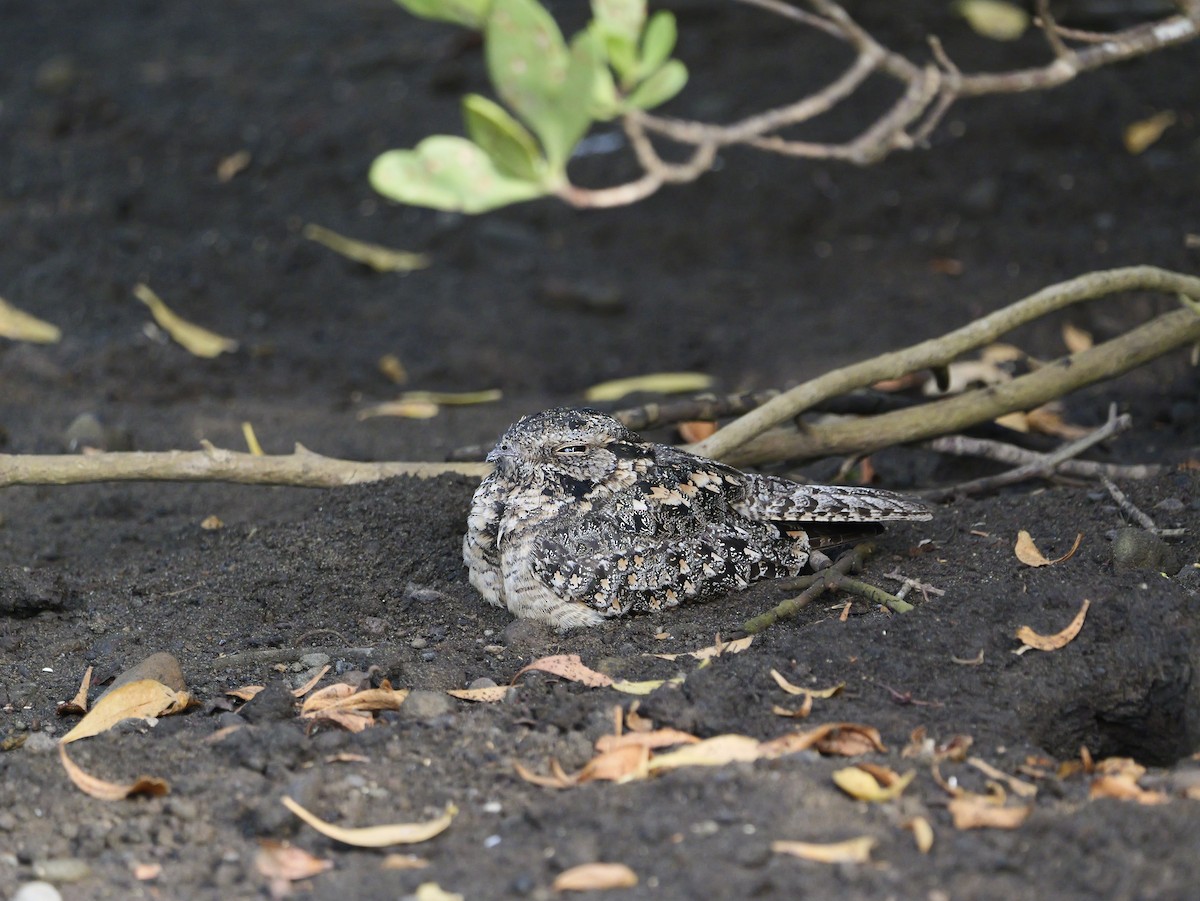 Savannennachtschwalbe - ML640604059