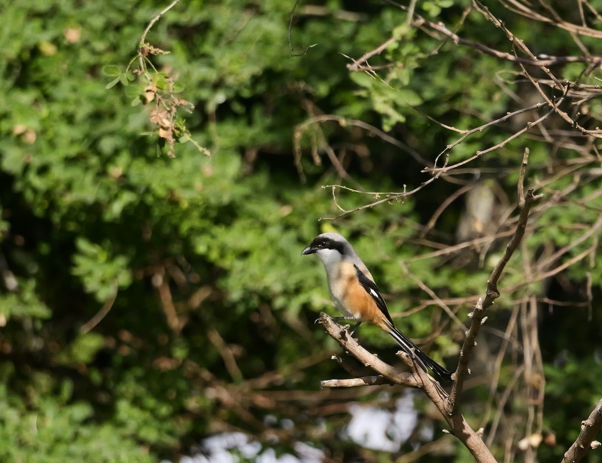 Schachwürger - ML640604063