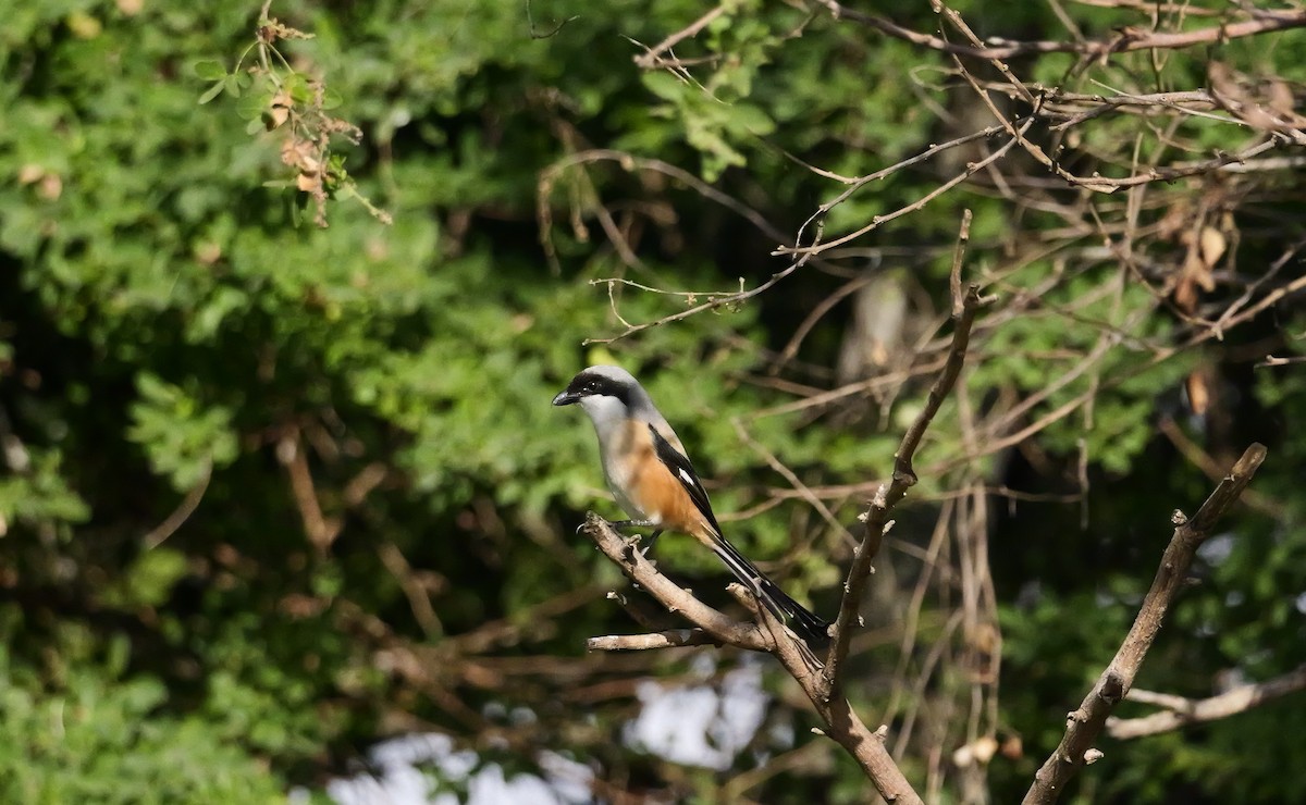 Schachwürger - ML640604064