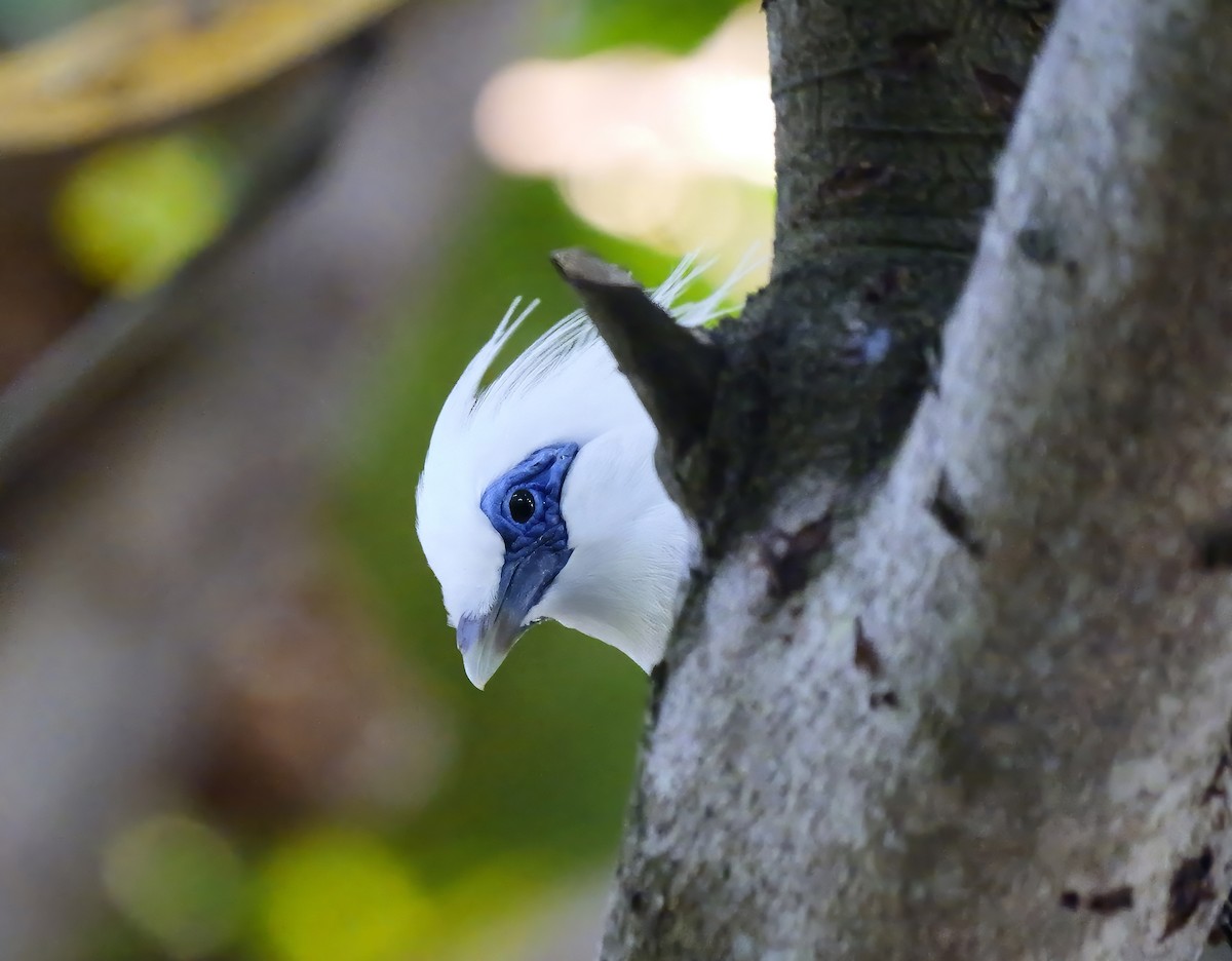 Balistar - ML640604080