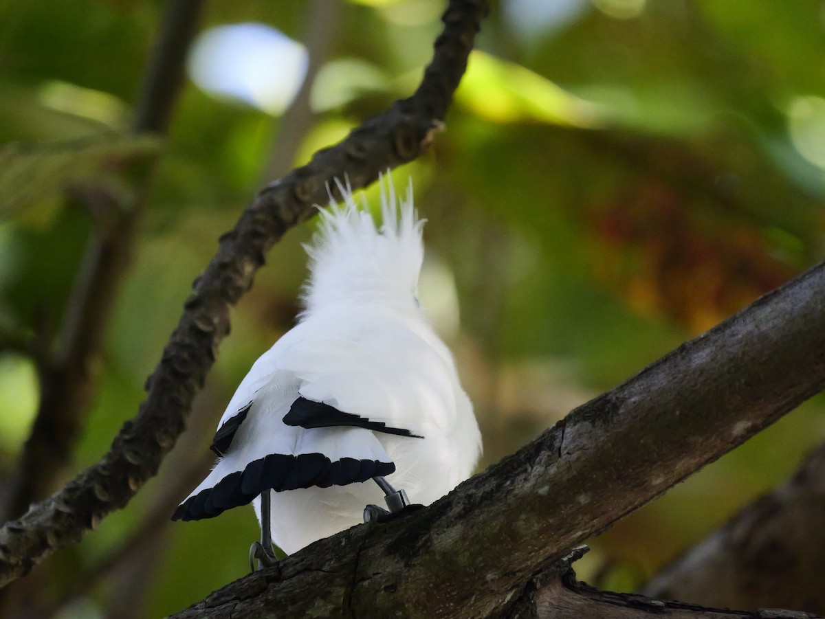 Balistar - ML640604081