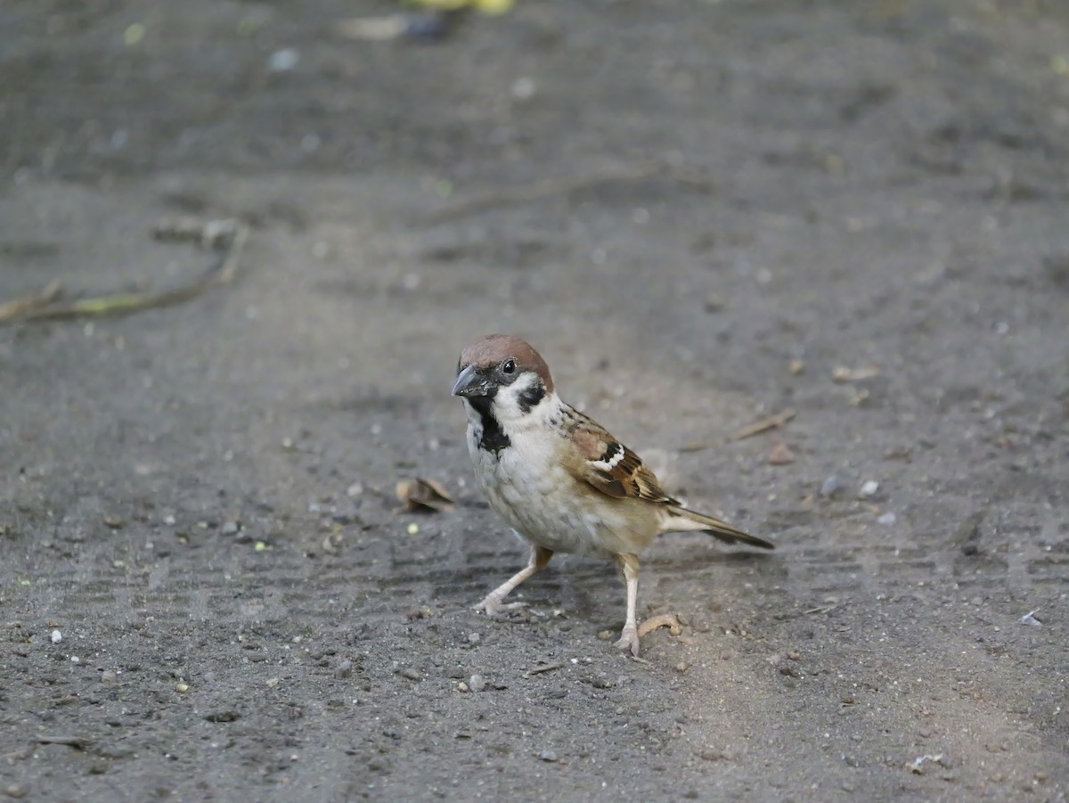 Feldsperling - ML640604085