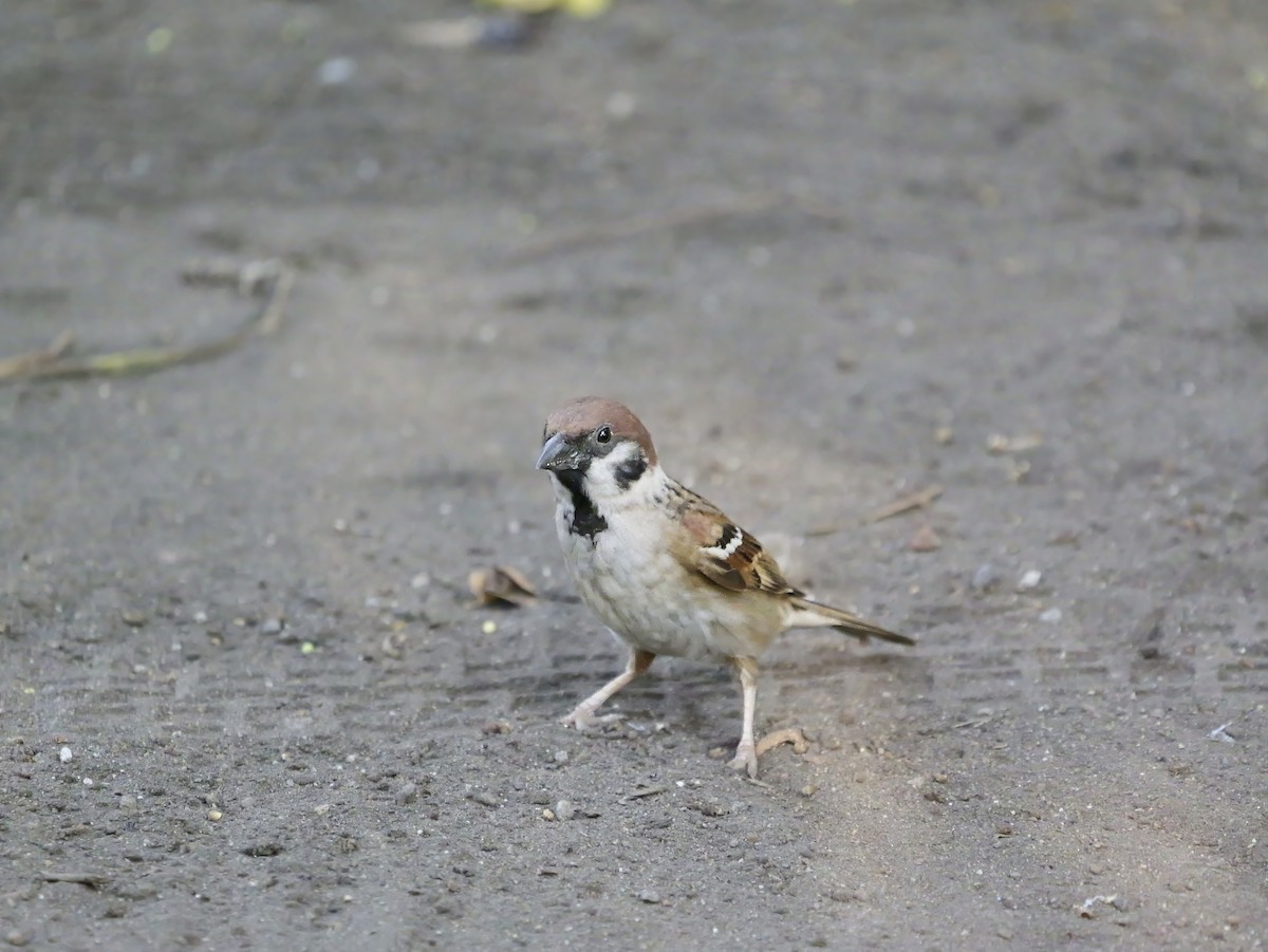 Feldsperling - ML640604086