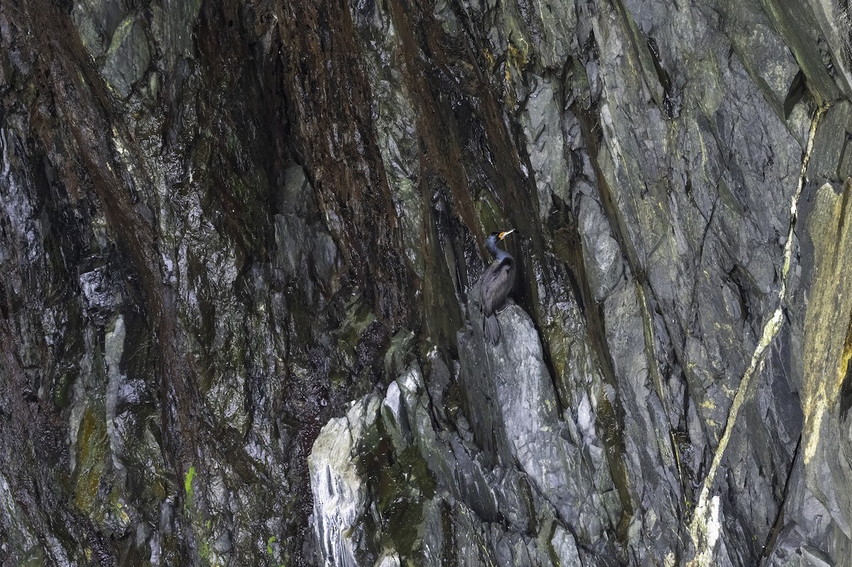 Red-faced Cormorant - ML640604087