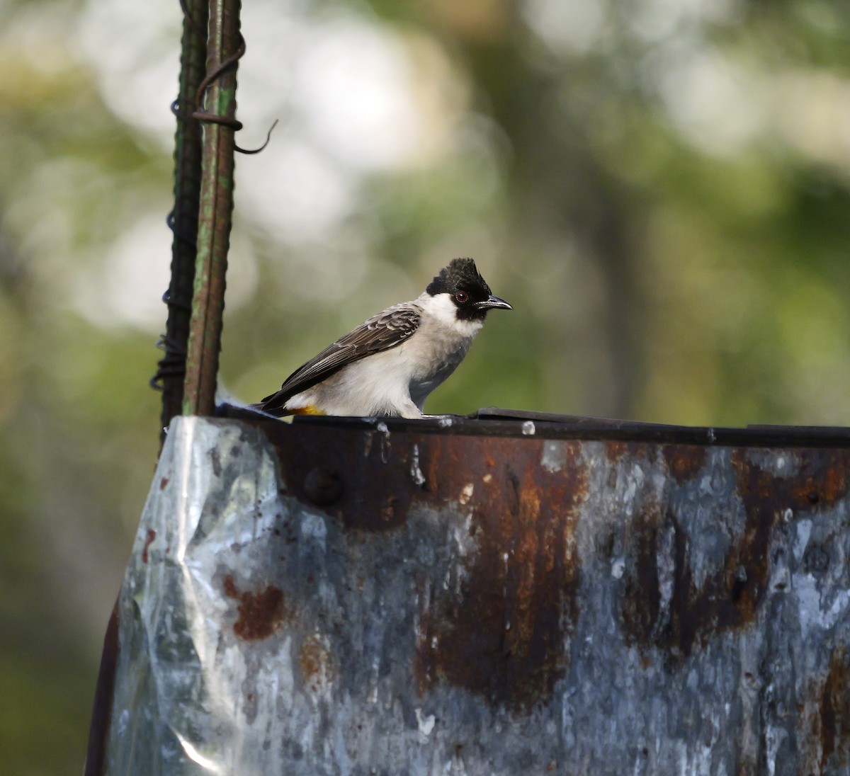 Rußhaubenbülbül - ML640604090