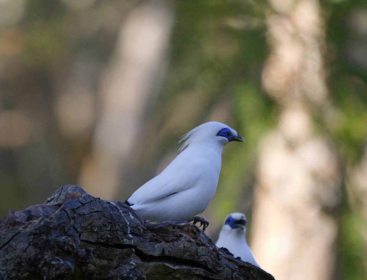 Balistar - ML640604131