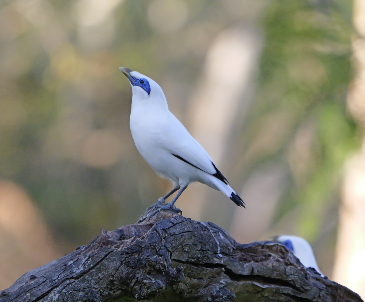 Balistar - ML640604132