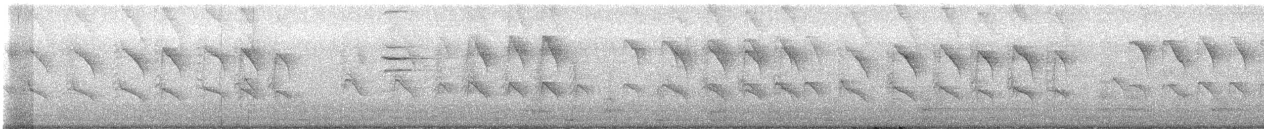 シマキンパラ - ML640604146