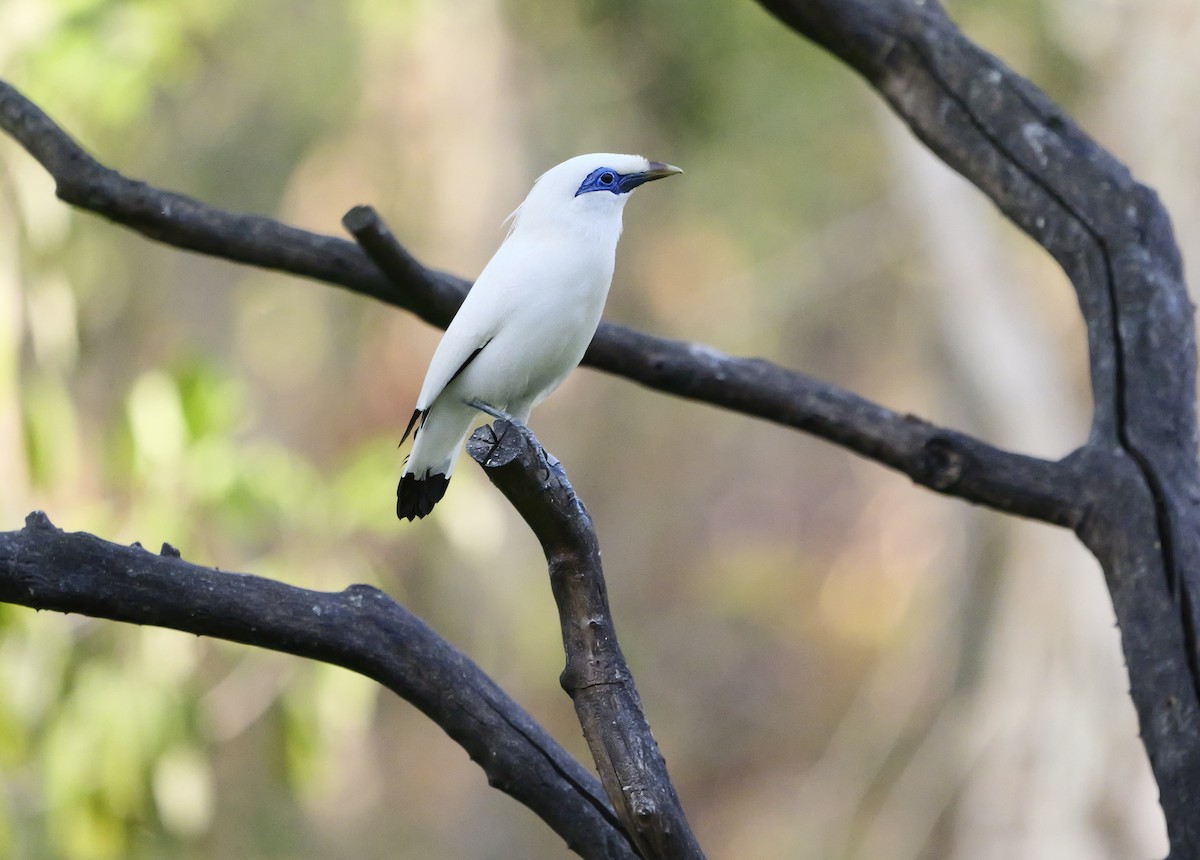 Balistar - ML640604147