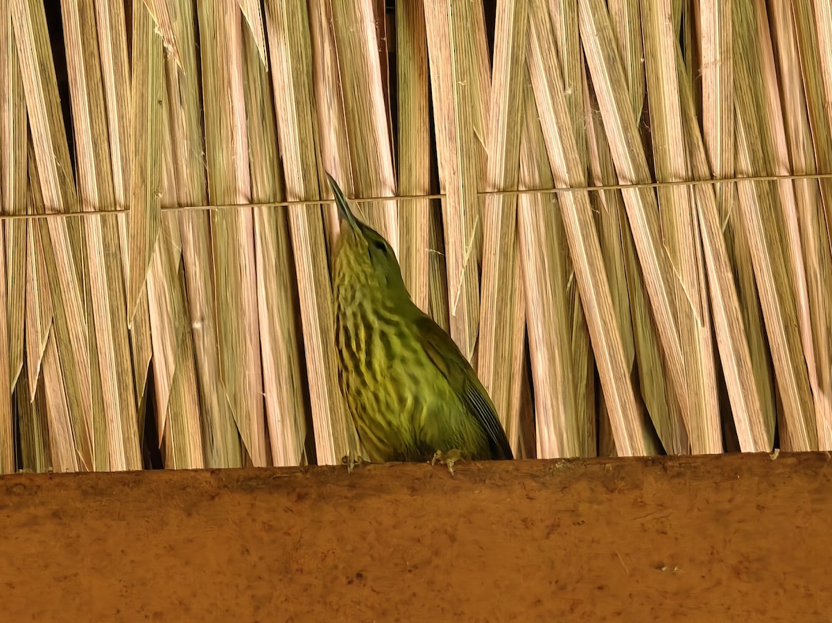 Purple-naped Spiderhunter - ML640604157