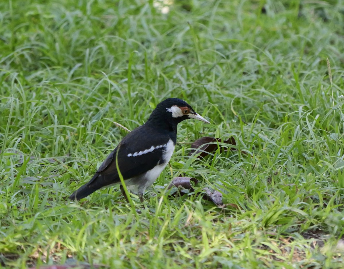 Javamaina - ML640604177